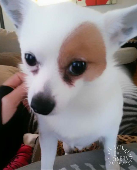 Entry image for BOOG. Clicking this image will show a larger photo