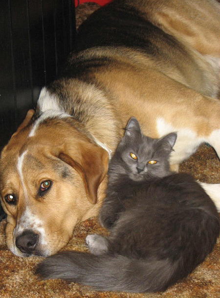 Entry image for Spot & Sam. Clicking this image will show a larger photo