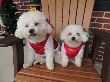Entry image for Hollie Lu and Susie Belle. Clicking this image will show a larger photo