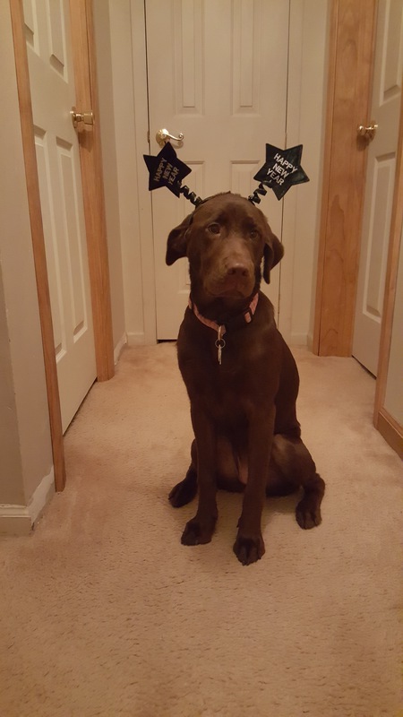 Entry image for Stella. Clicking this image will show a larger photo
