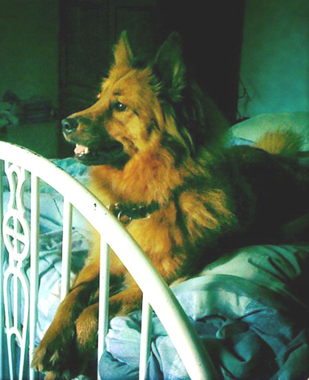 Entry image for Cailey Bear. Clicking this image will show a larger photo