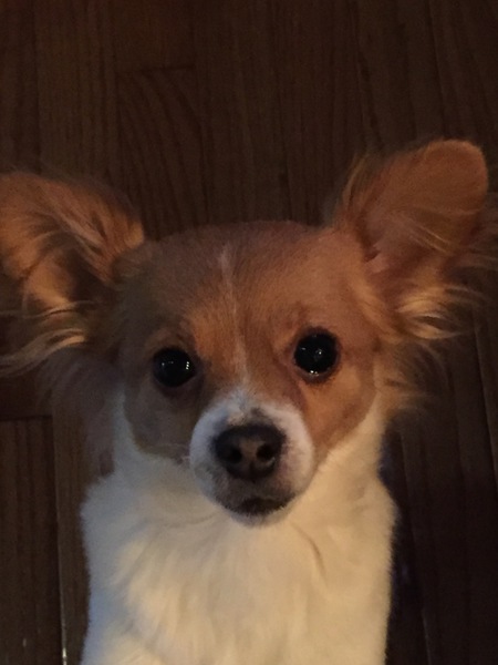 Entry image for Piccolo. Clicking this image will show a larger photo