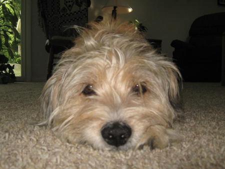 Entry image for TurkeyDog. Clicking this image will show a larger photo