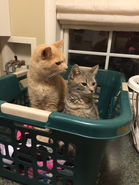 Entry image for Shadow and Buddy doing the laundry. Clicking this image will show a larger photo
