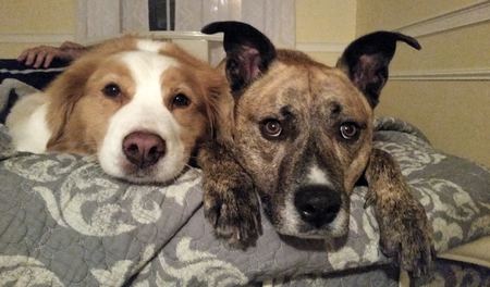 Entry image for Brothers- Rico & Boh . Clicking this image will show a larger photo