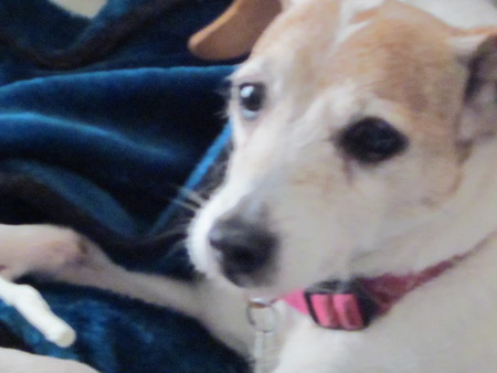 Entry image for Sparky. Clicking this image will show a larger photo