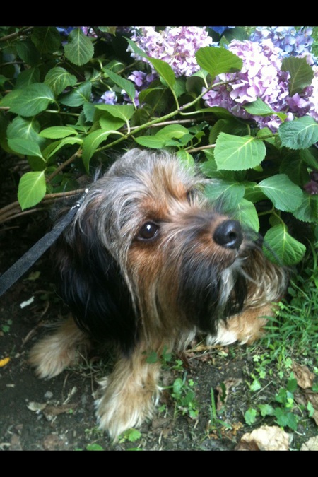 Entry image for Caster. Clicking this image will show a larger photo