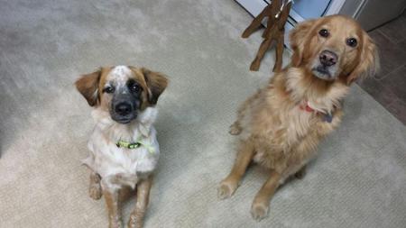 Entry image for Buddy. Clicking this image will show a larger photo