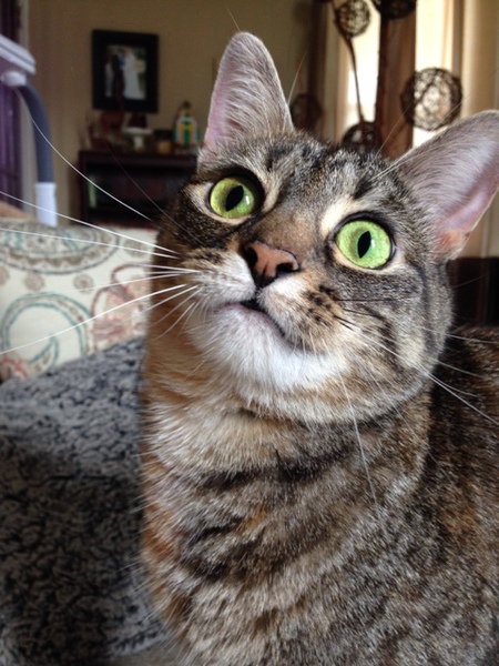 Entry image for Lucy (AKA: "The Goose"). Clicking this image will show a larger photo