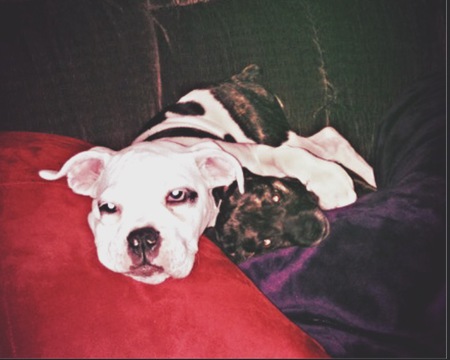Entry image for Opal & Izzy. Clicking this image will show a larger photo