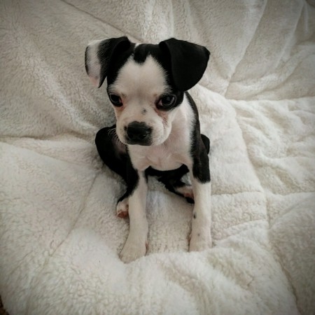 Entry image for Clover. Clicking this image will show a larger photo