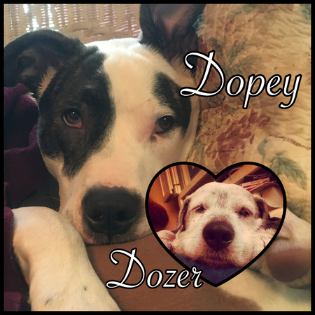 Entry image for Dopey & Dozer. Clicking this image will show a larger photo