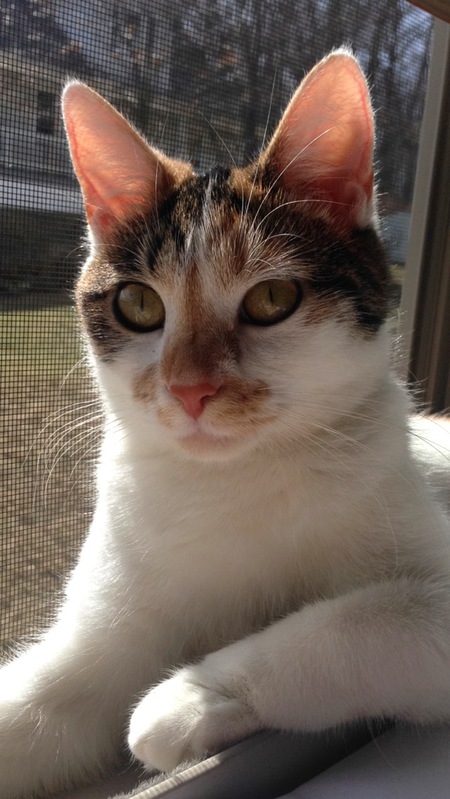 Entry image for Cleo. Clicking this image will show a larger photo
