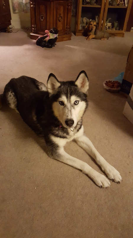 Entry image for Lakota. Clicking this image will show a larger photo