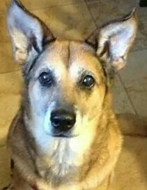 Entry image for Sweetie. Clicking this image will show a larger photo