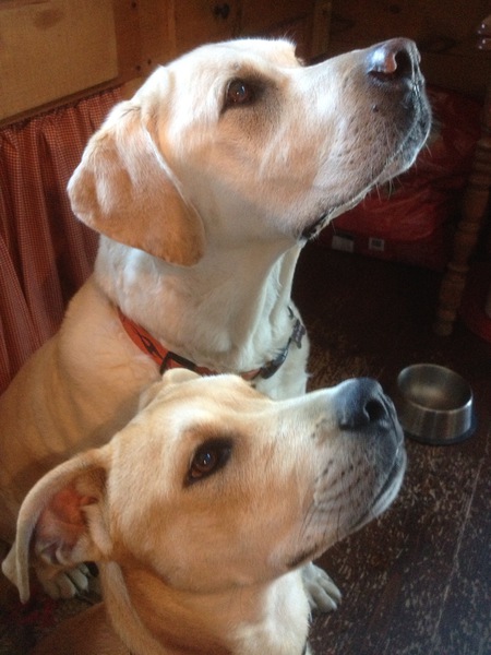 Entry image for Berkley and Hank. Clicking this image will show a larger photo