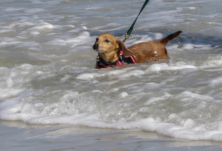 Entry image for Chloe. Clicking this image will show a larger photo