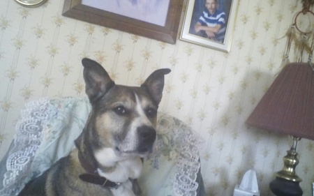 Entry image for Amber. Clicking this image will show a larger photo