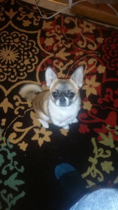 Entry image for Lilbit. Clicking this image will show a larger photo