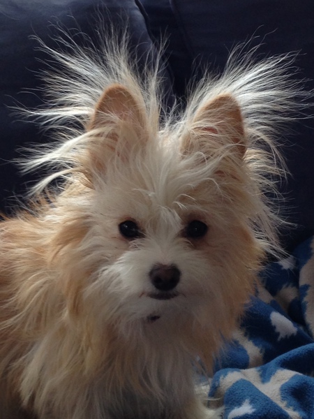 Entry image for Lulu. Clicking this image will show a larger photo