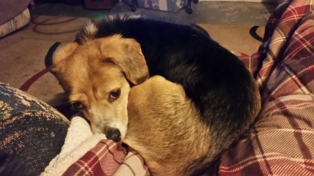 Entry image for Sunny aka The Sunshine Beagle. Clicking this image will show a larger photo