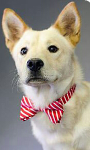 Entry image for Louie. Clicking this image will show a larger photo