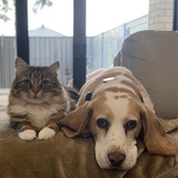 Entry image for Digby and Checkers