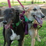 Entry image for Montana and Bella