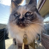 Entry image for Maisy