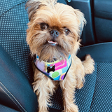 Entry image for Hank