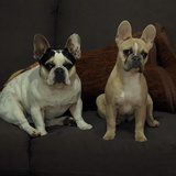 Entry image for Cosmo and fidget 