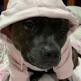 Entry image for Sookie