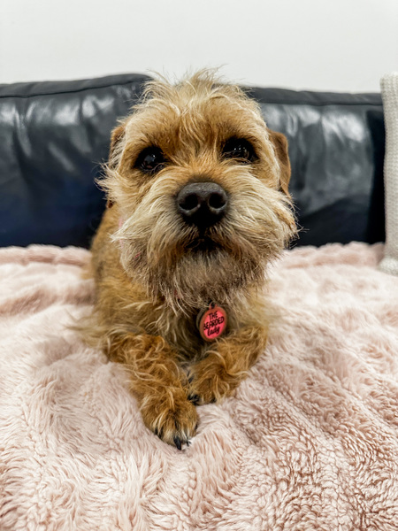 Entry image for Mavis . Clicking this image will show a larger photo