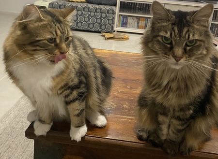 Entry image for Checkers and Xena. Clicking this image will show a larger photo