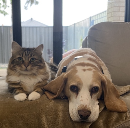 Entry image for Digby and Checkers. Clicking this image will show a larger photo