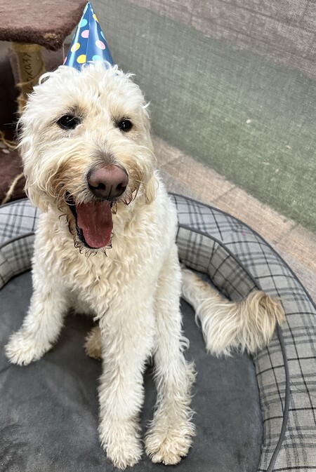 Entry image for Maggie. Clicking this image will show a larger photo