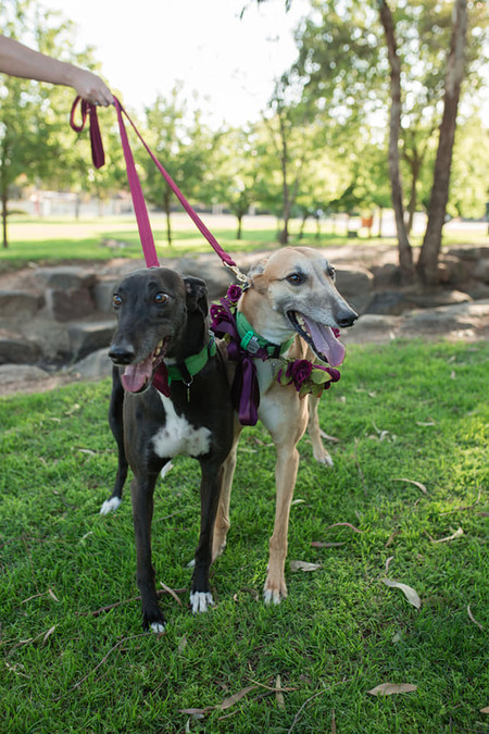 Entry image for Montana and Bella. Clicking this image will show a larger photo