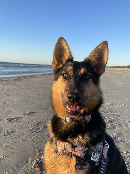 Entry image for Sadie. Clicking this image will show a larger photo