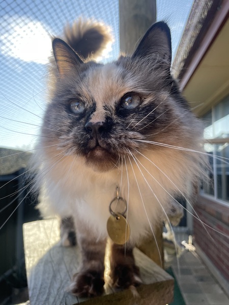 Entry image for Maisy. Clicking this image will show a larger photo