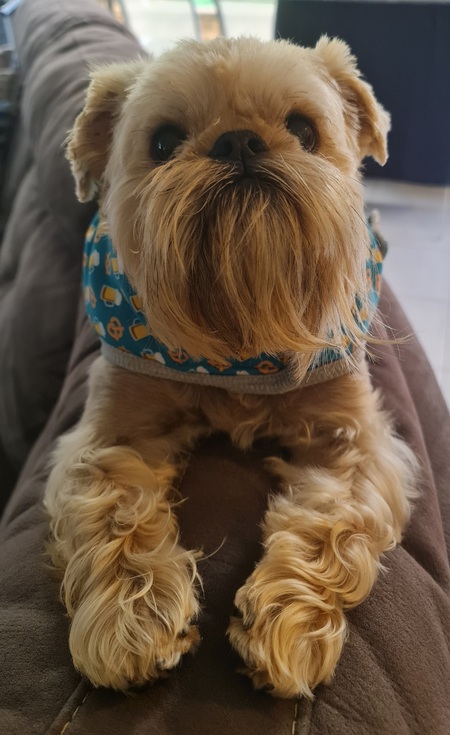 Entry image for Dozer the Griffon. Clicking this image will show a larger photo