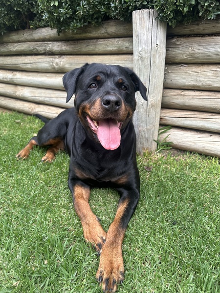 Entry image for Layla . Clicking this image will show a larger photo