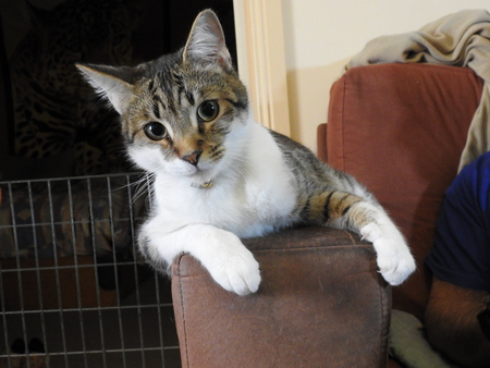 Entry image for Samson. Clicking this image will show a larger photo