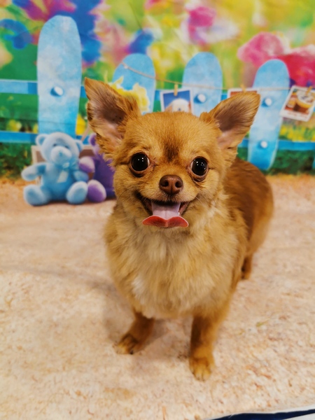 Entry image for Charley. Clicking this image will show a larger photo