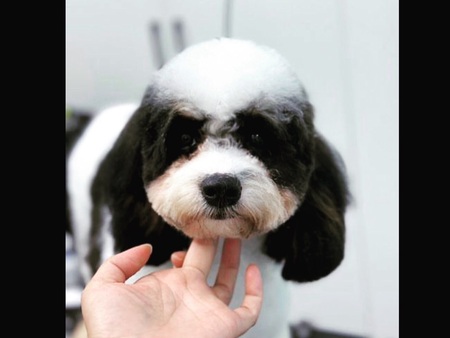 Entry image for Patti. Clicking this image will show a larger photo