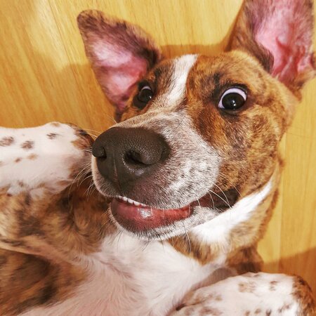 Entry image for Nala. Clicking this image will show a larger photo