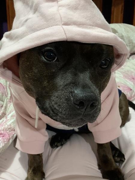 Entry image for Sookie. Clicking this image will show a larger photo