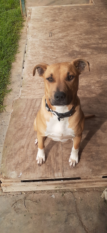 Entry image for Rocky. Clicking this image will show a larger photo
