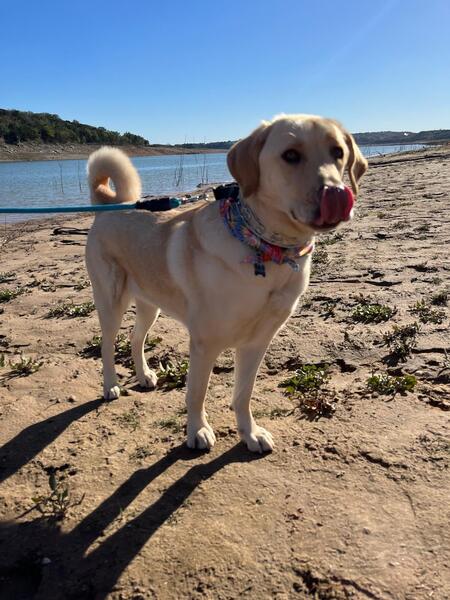 Phoebe