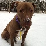Entry image for Bella 