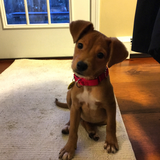 Entry image for Maisy
